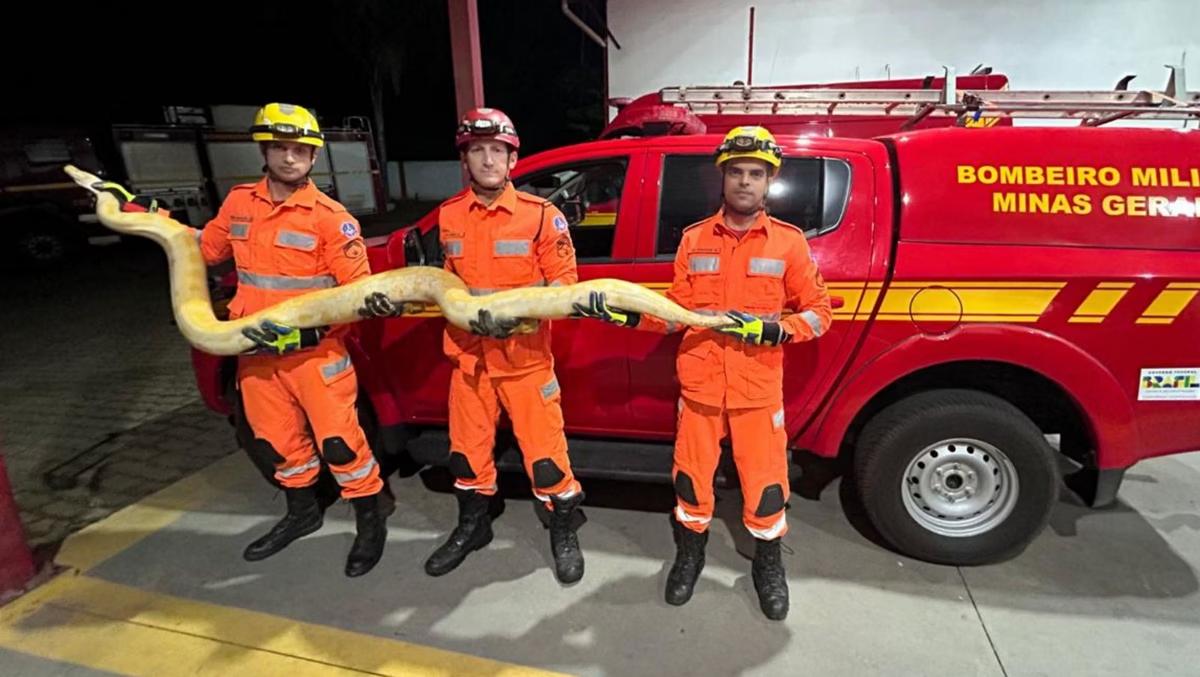 Serpente foi capturada pelos bombeiros na noite desta sexta-feira (30 de maio) (Foto: Divulgação / CBMMG)