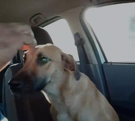 O novo tutor, que também é médico-veterinário, se comprometeu a dar continuidade aos cuidados e buscou o cachorro no batalhão logo pela manhã (Foto/Reprodução)