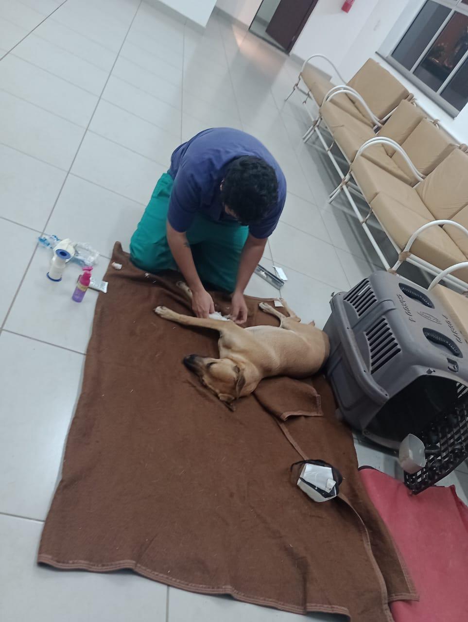 Na noite de sexta-feira (30), o cão foi avaliado pelo médico-veterinário Vitor de Paiva, que ofereceu atendimento voluntário após tomar conhecimento da situação (Foto/Reprodução)
