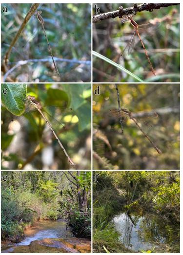 Macho (a–b) e fêmea (c–d) de Lestes quadristriatus juntamente com seus habitats aquáticos (e-f) na Reserva Particular do Patrimônio Natural Vale Encantado, Uberaba–MG, Brasil (Foto/Divulgação)