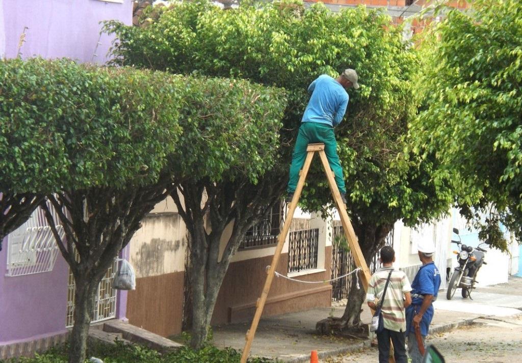 Pelo material, o corte de árvores só pode ser realizado com autorização da secretaria (Foto/Divulgação)