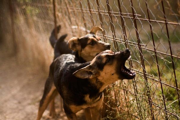 Segundo os vizinhos, o barulho constante dos cães tem causado transtornos frequentes, principalmente no período noturno (Foto/Ilustrativa/Reprodução)
