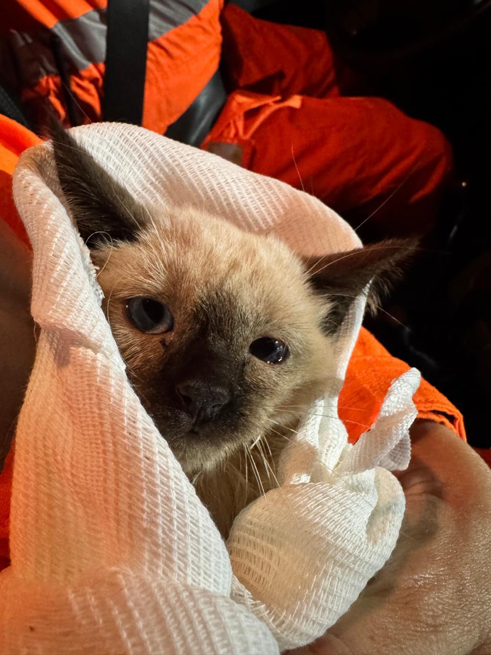 O animal foi retirado do fosso sem ferimentos aparentes (Foto/Divulgação)