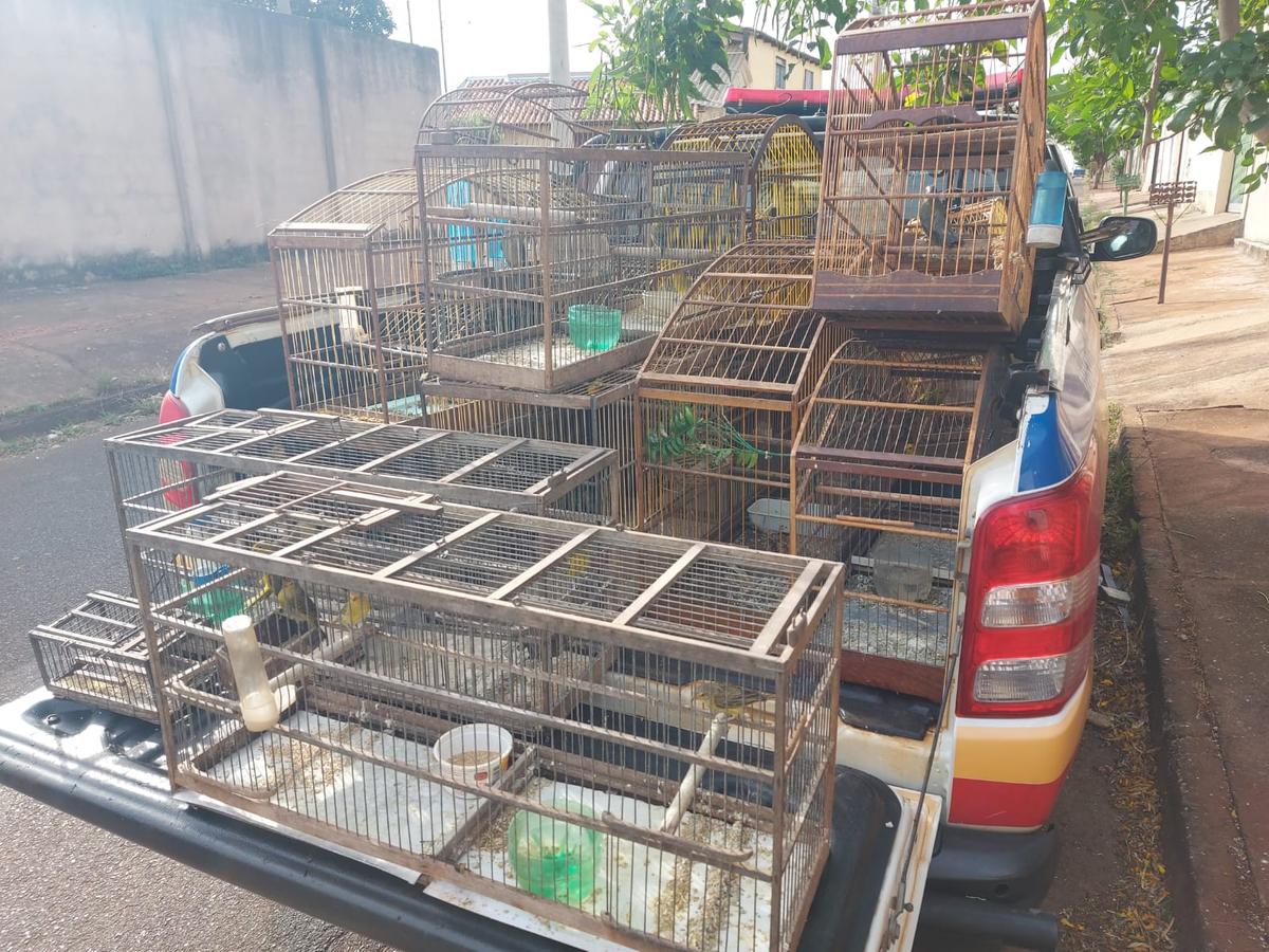 Cativeiro irregular de aves silvestres foi fechado no bairro Residencial 2000 (Foto: Divulgação PMMG)