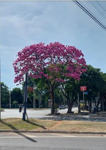 Ipê florido, embelezando o ambiente (Foto/Divulgação)