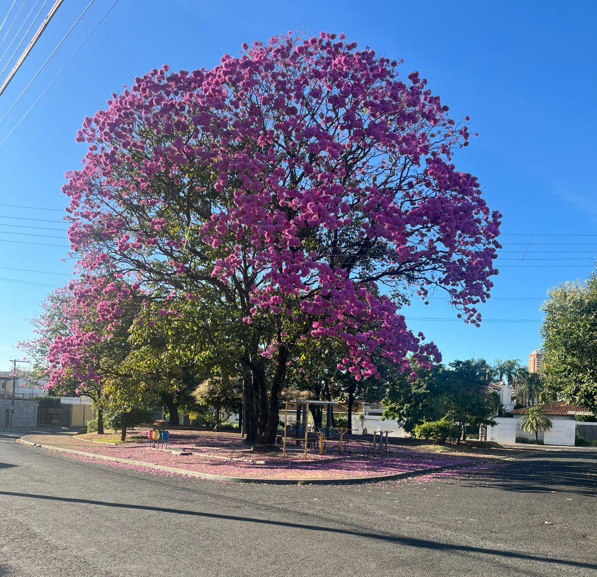 Ipê florido, embelezando o ambiente (Foto/Dulce Guaritá)