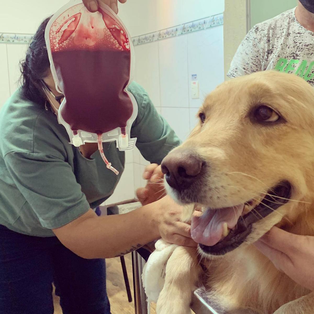 Para ser doador, o animal precisa passar por uma triagem criteriosa (Foto/ Divulgação)