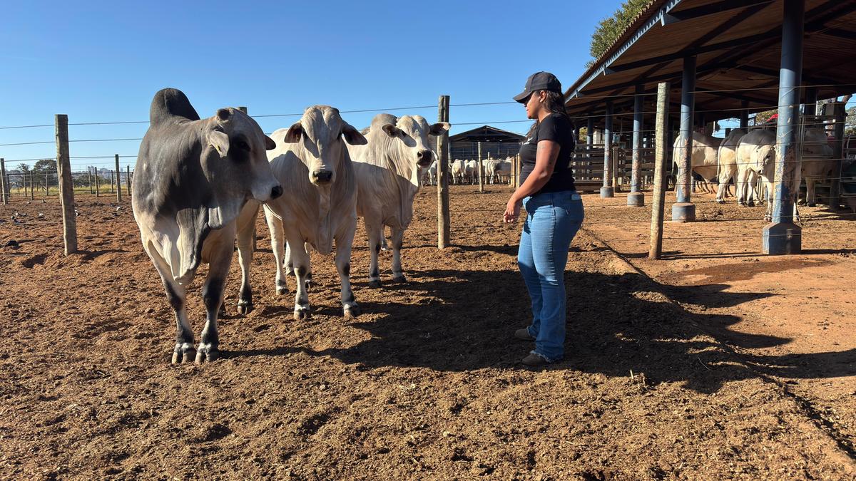 Paloma Coutinho ao lado do rebanho que integra o Programa Nacional de Avaliação de Touros Jovens (Foto/Divulgação)