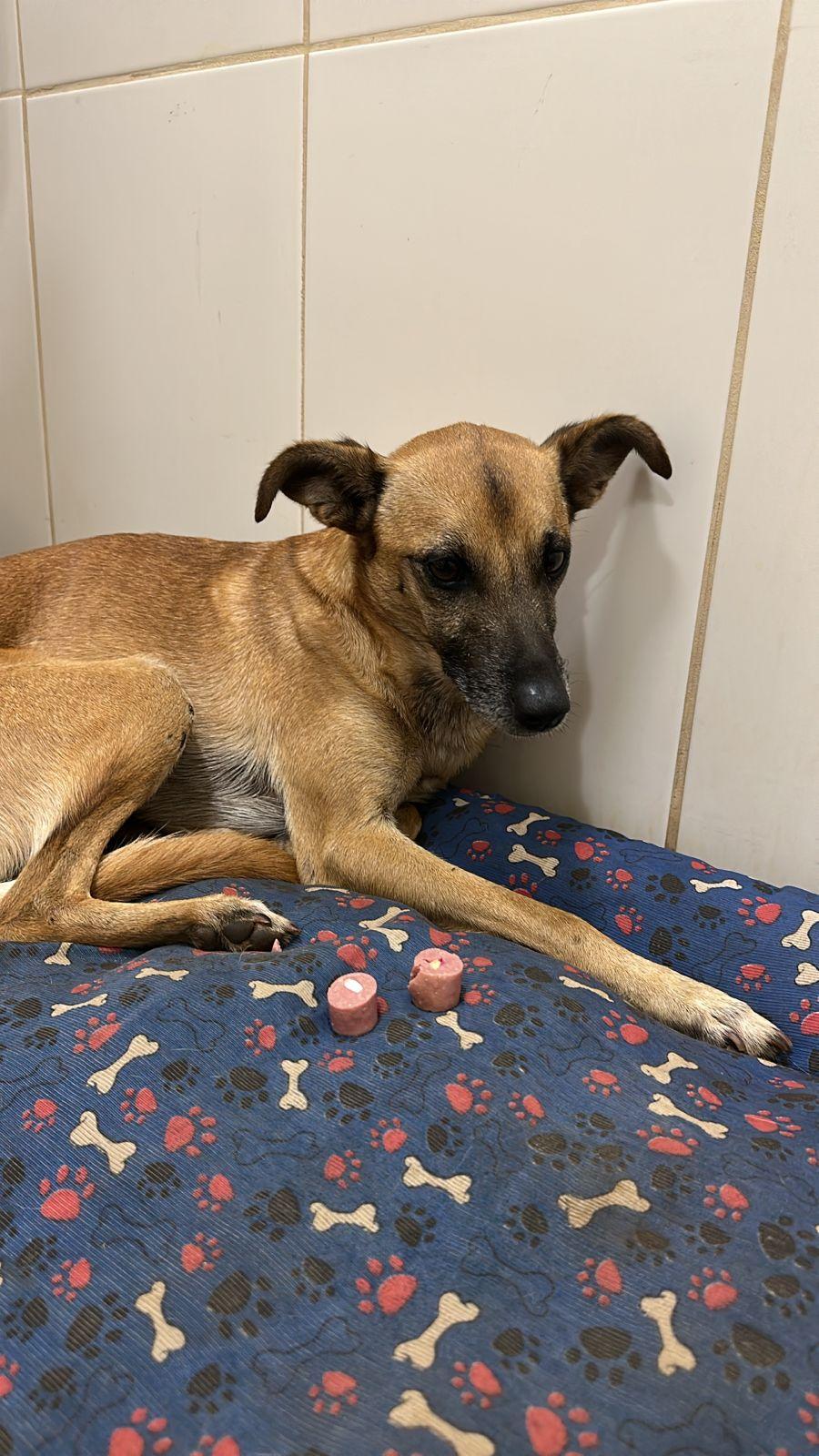 O animal, que estava machucado e recebia cuidados no local, foi levado por funcionários da administração (Foto/Reprodução)