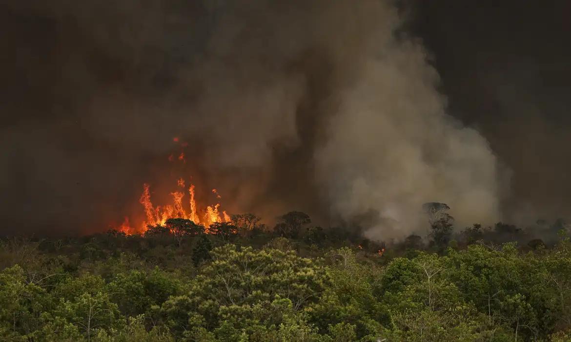De acordo com os estudos, a Amazônia foi o bioma mais afetado em 2024 (Foto/Marcelo Camargo/Agência Brasil)