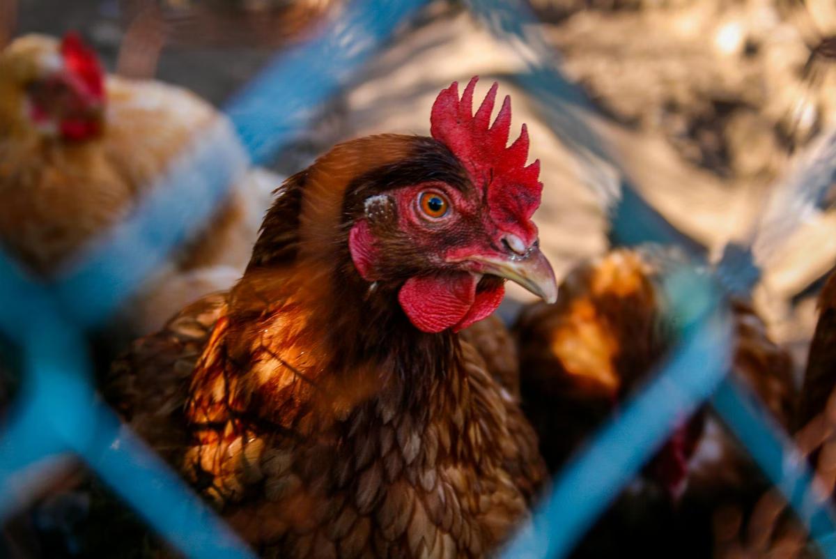 Inspeções são feitas em galinheiros domésticos e granjas comerciais (Foto/Pexels)