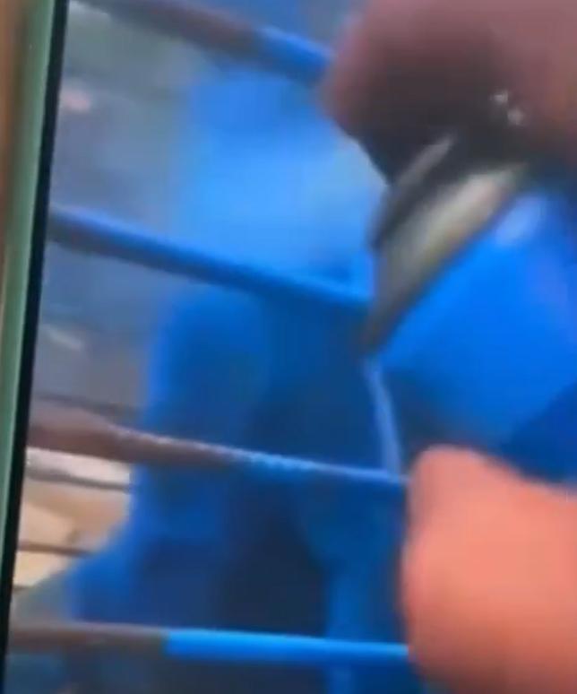 Para capturar o animal, o homem montou uma armadilha no telhado, mas não informou se usou alimentos como isca (Foto/Reprodução)