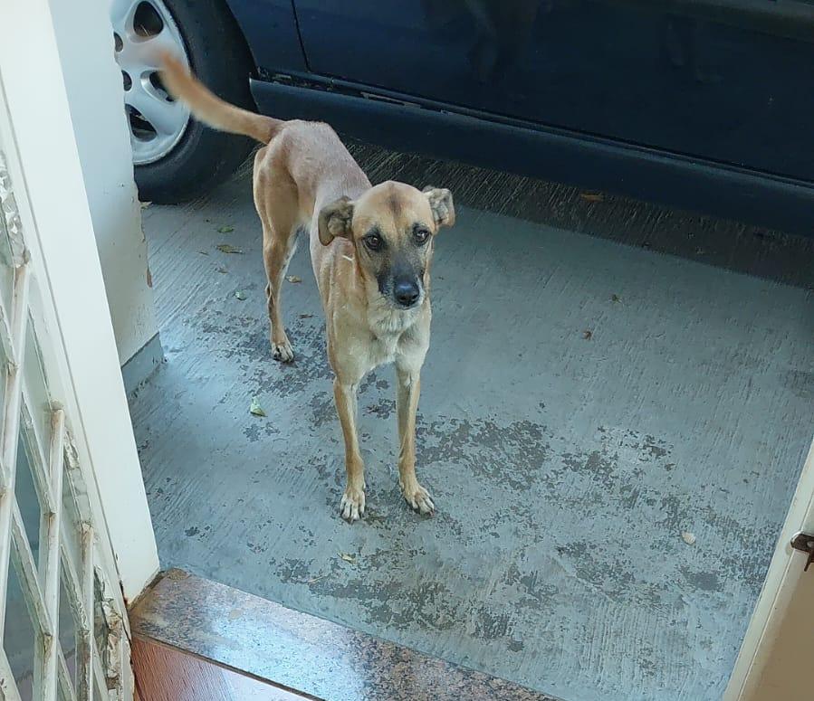 O desaparecimento de Claudinho ganhou repercussão após moradores do condomínio onde ele estava sendo cuidado denunciarem que o animal, ferido e sob acompanhamento de uma veterinária residente no local, havia sido removido por funcionários da administração (Foto/Reprodução)