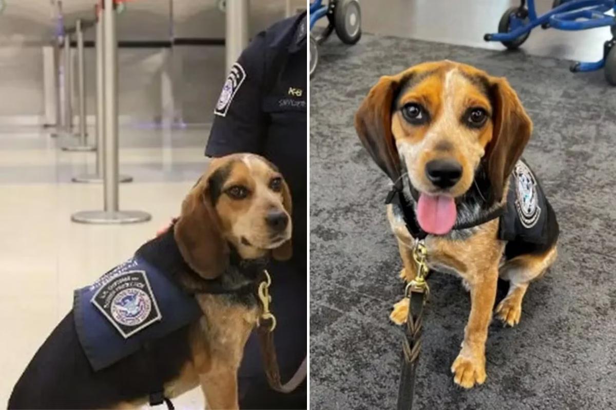 Após a agressão, exames constataram que Freddie teve contusões na área das costelas direitas (Foto/Facebook/CBP Office of Field Operations e U.S. Customs and Border Patrol)