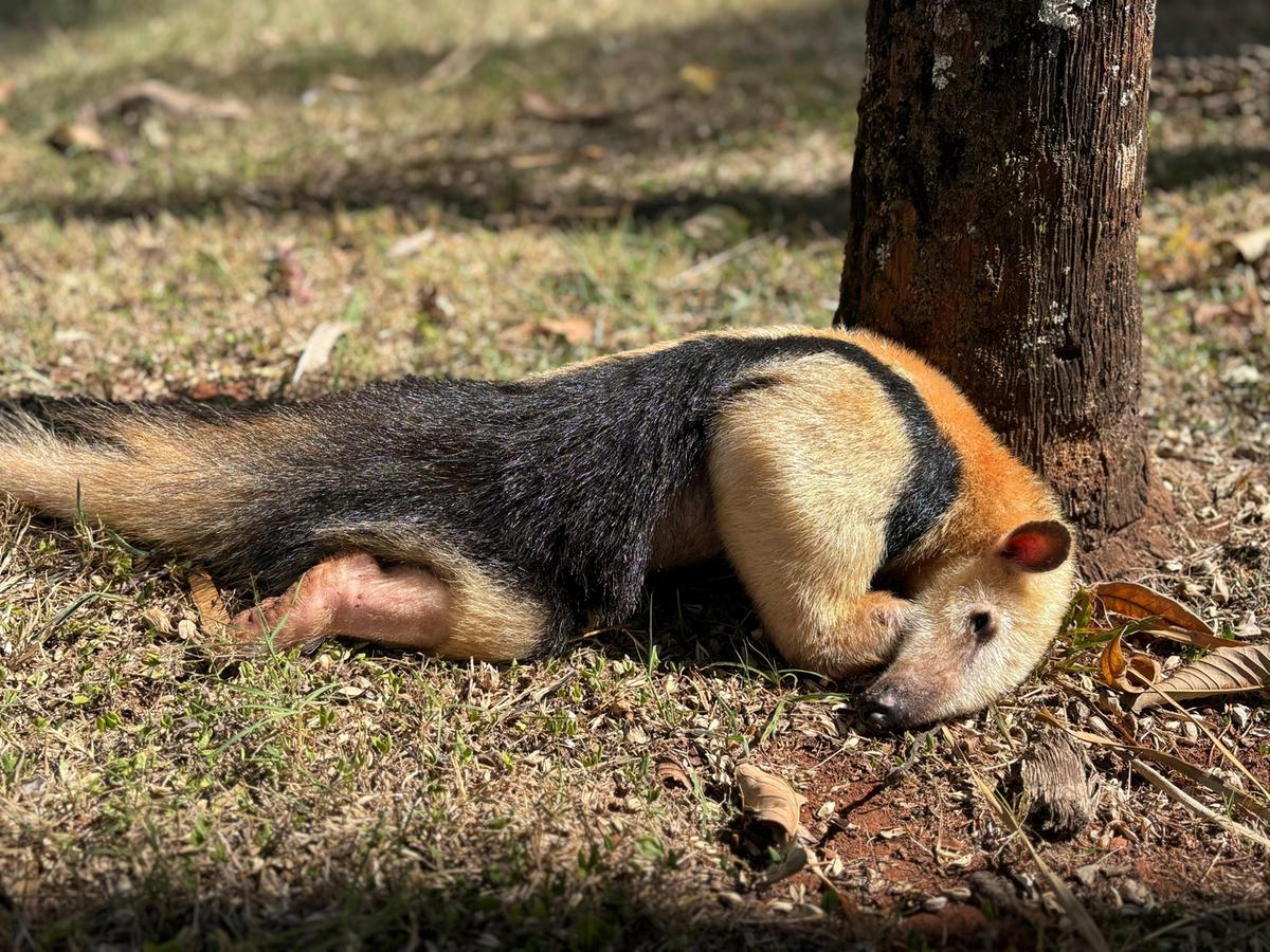 Após concluir o tratamento, ele será encaminhado ao Centro de Triagem de Animais Silvestres (CETRAS) e poderá ser solto na natureza. (Foto/Reprodução)