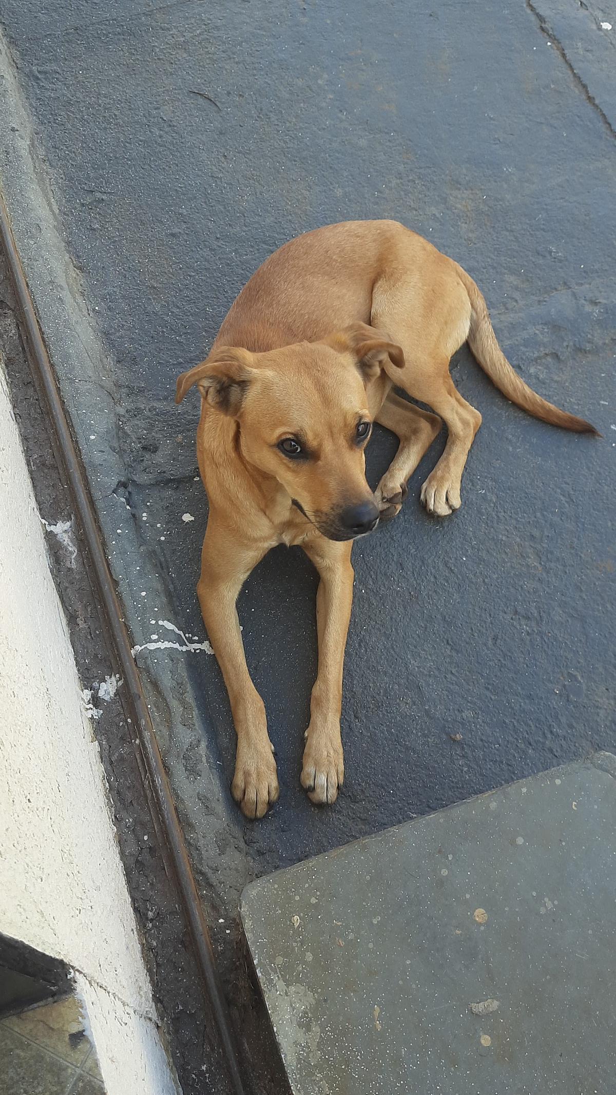 Há relatos de que um homem teria dito ter repassado o animal a um protetor, mas, até agora, não há qualquer confirmação sobre seu paradeiro (Foto/Reprodução)