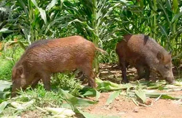 Produtores rurais do Triângulo Mineiro relatam constantes ataques de javalis em lavouras da região, causando grande prejuízo (Foto/Reprodução)