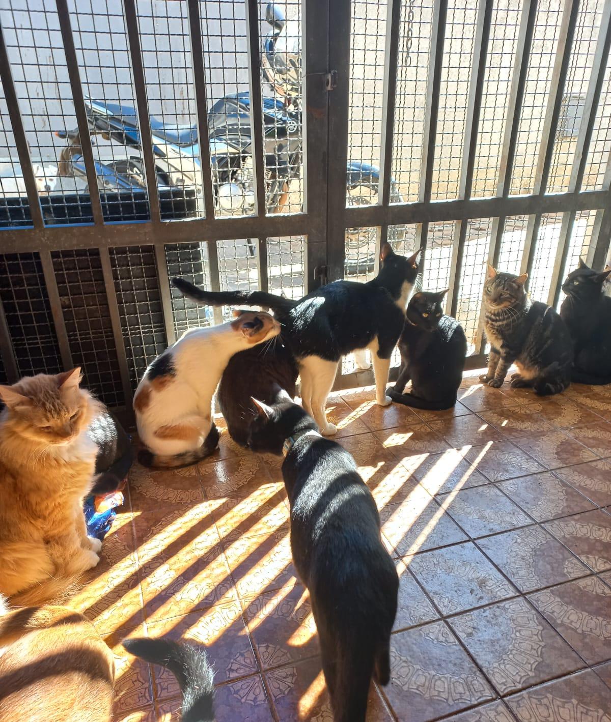 Os felinos do orfanato são doadores de sangue, contribuindo com a recuperação de outros animais atendidos em clínicas veterinárias. (Foto/Divulgação)