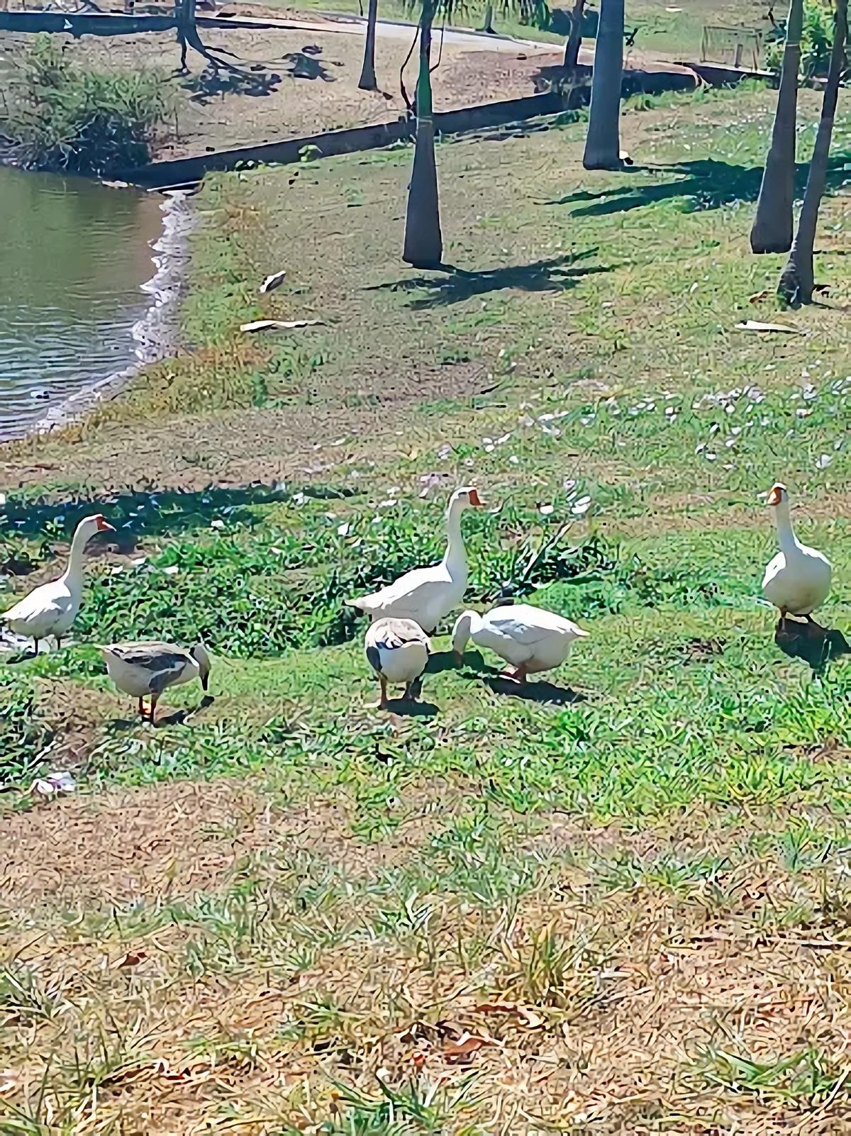 "Muitas pessoas vão alimentar os animais e eles acabam indo para cima das pessoas, o que é um perigo, principalmente para as crianças", explicou Belzinho presidente da Funel (Foto/Reprodução)