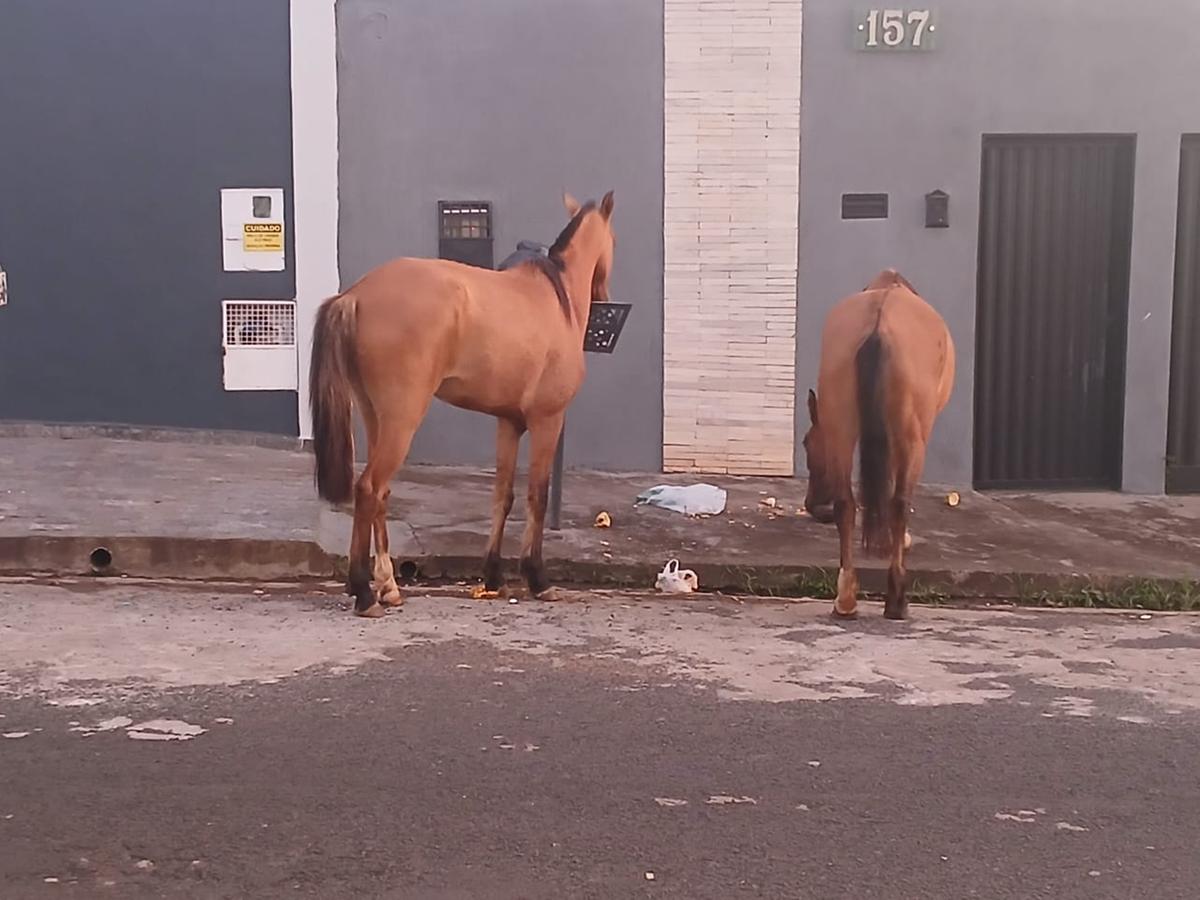 Moradores registraram dois cavalos revirando lixeiras no bairro Oneida Mendes (Foto/Reprodução)