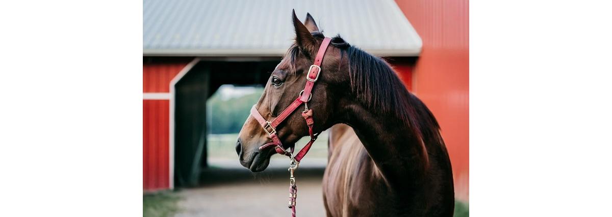 Propriedades afetadas registraram mortes apenas entre animais que consumiram as rações da fabricante (Foto/Pixabay / reprodução)