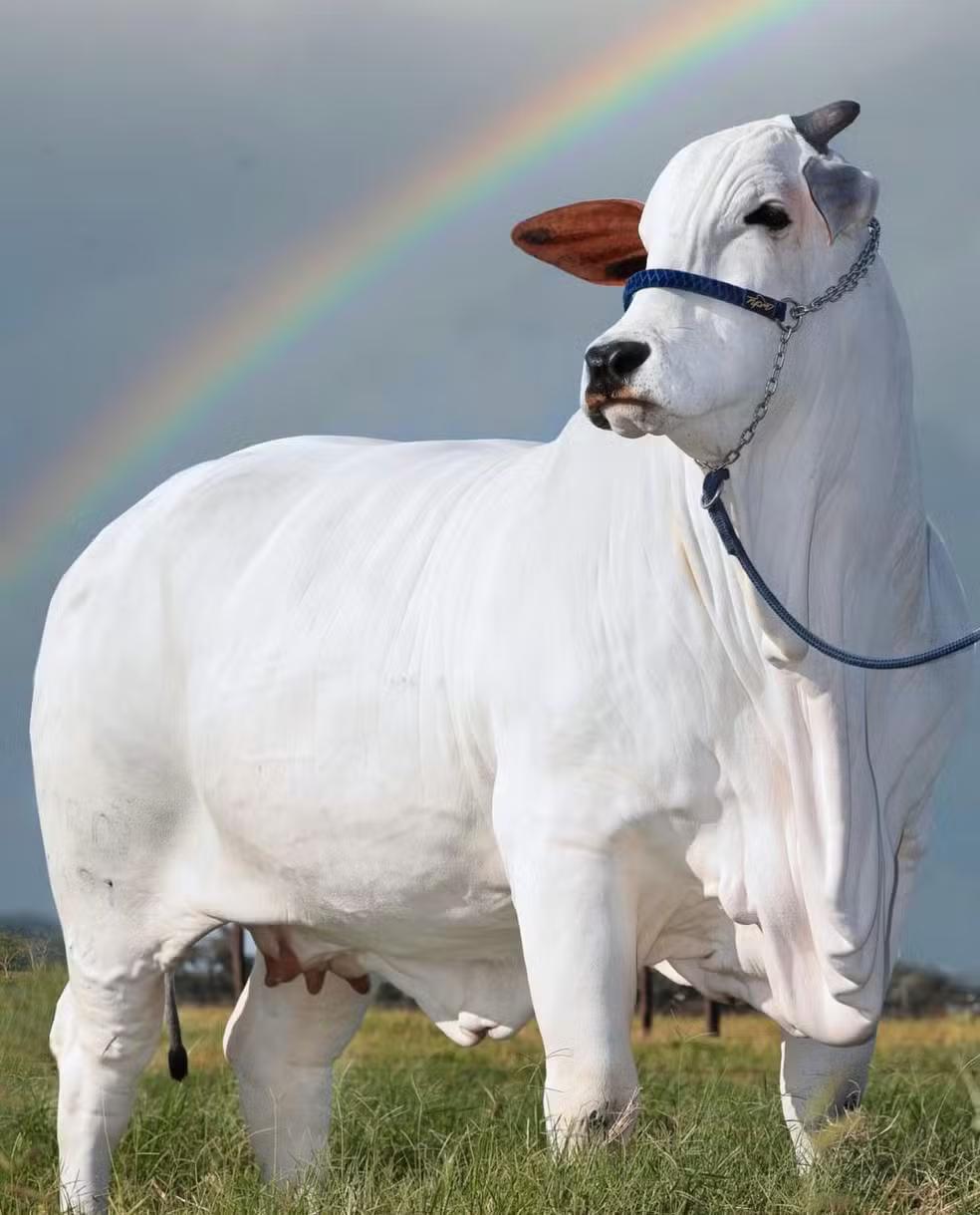 “A Viatina é uma das principais matrizes da raça hoje. De cada cinco filhos, três apresentam genética superior”, destaca Lorrany Martins, criadora envolvida no projeto de reprodução da vaca (Foto/Divulgação)