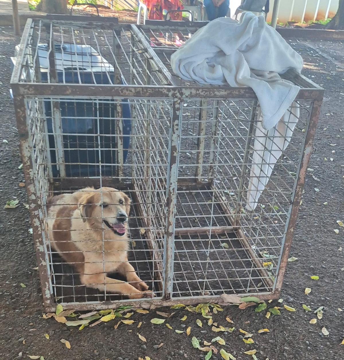 Lola passou por castração durante um mutirão da Prefeitura de Uberaba e, desde então, apresenta uma ferida que não cicatriza (Foto/Reprodução)