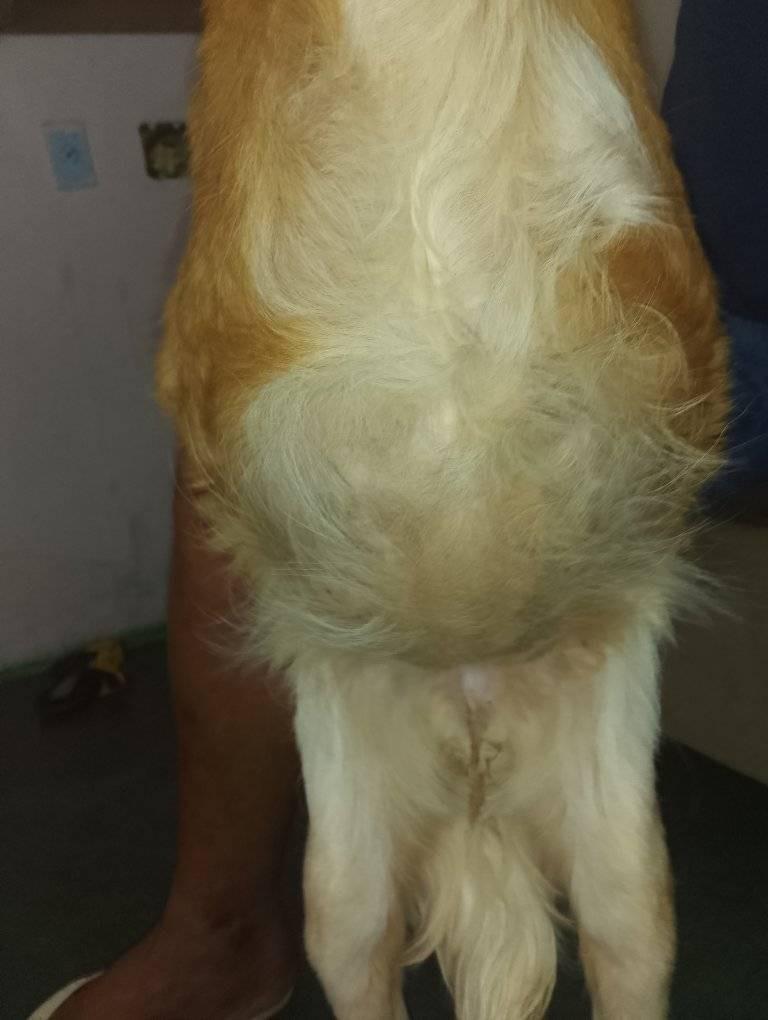 Cadela segue sem assistência, ela está sem se alimentar e com o abdômen inchado. A tutora, cadastrada no CadÚnico, tentou contato com a Superintendência, mas não teve retorno (Foto/Reprodução)