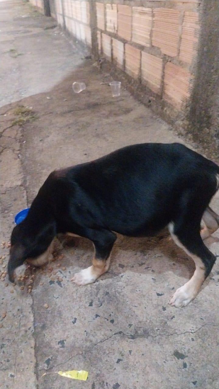 Cadela foi resgatada por uma protetora e também apresenta inchaço abdominal anormal, embora ainda esteja se alimentando e continua sem atendimento (Foto/Reprodução)