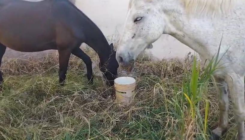 Segundo leitor do JM, os cavalos aparentavam sinais de fome e sede, o que gerou preocupação com o bem-estar dos animais e o risco de acidentes na via (Foto/Reprodução)