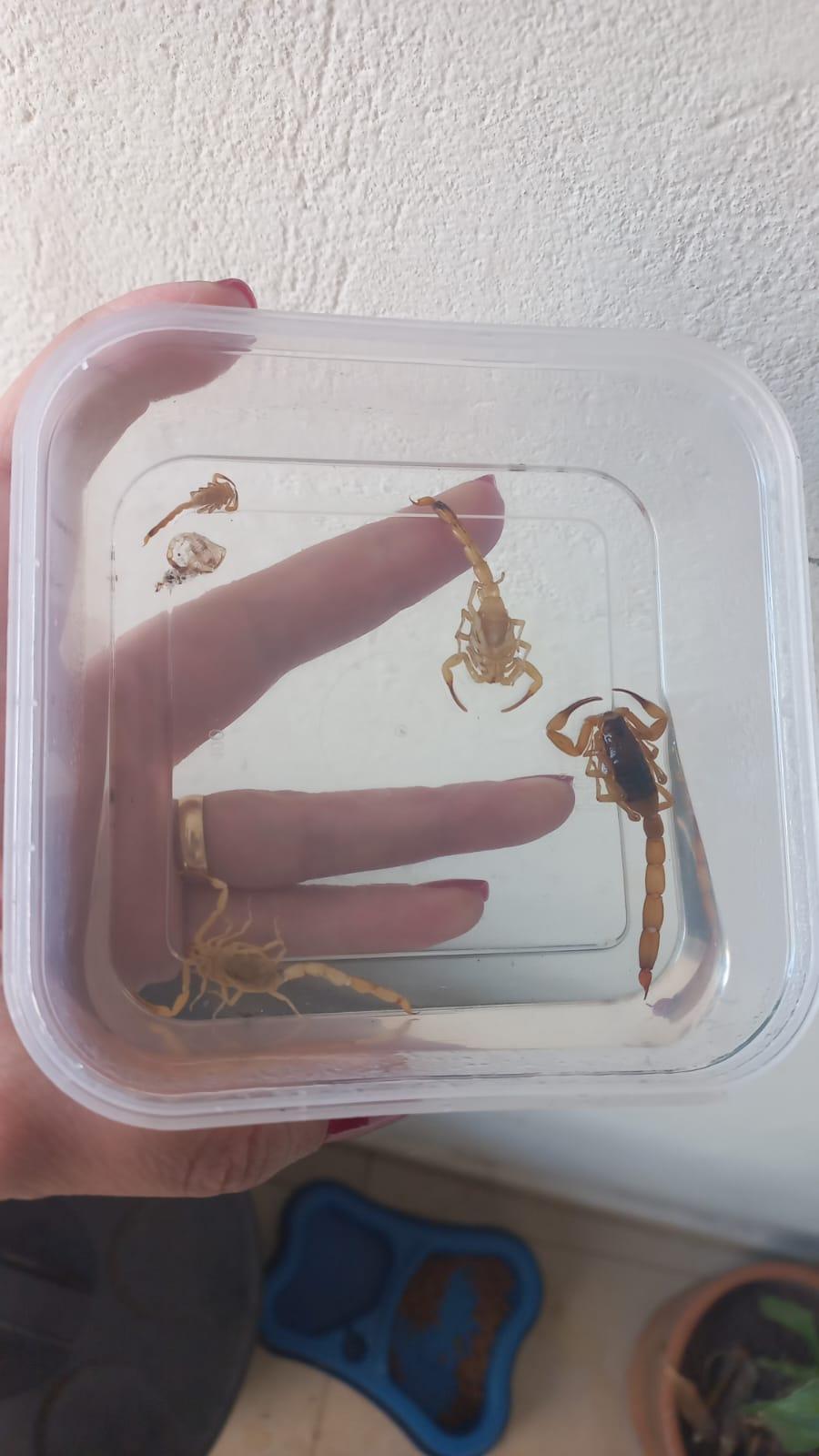 “Todo dia aparece escorpião. Tenho uma bebê de 10 meses e não sei mais o que fazer. Já dedetizei, a Zoonoses veio aqui, falou para tampar esgoto, ralos, encanamentos… Mas mesmo assim continua aparecendo”, desabafou uma moradora (Foto/Reprodução)