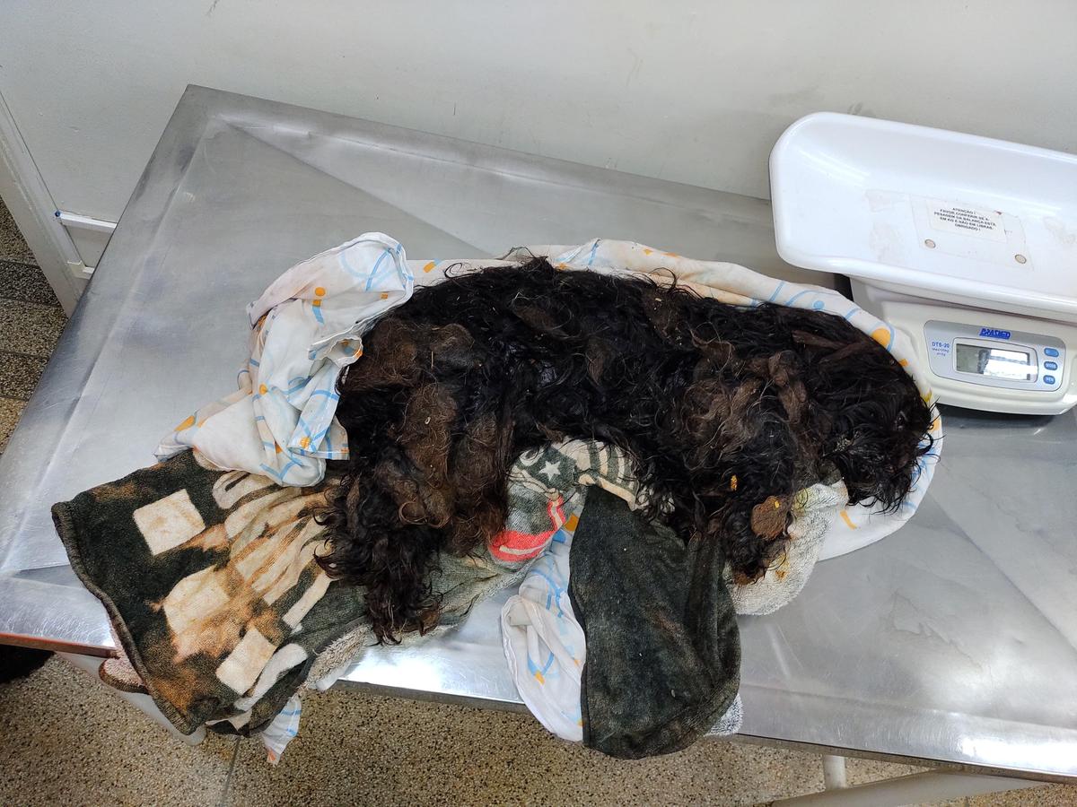 Após ser resgatado, cãozinho foi encaminhado para atendimento veterinário (Foto/Divulgação)