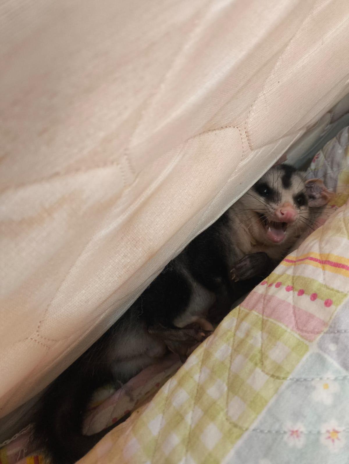Animal estava escondido em um dos quartos da residência (Foto/Divulgação)
