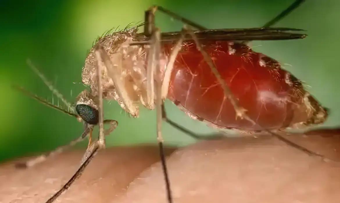 Este ano, infecções por oropouche já foram confirmadas em 18 estados mais o Distrito Federal, somando 11.805 casos (Foto/Conselho Federal de Farmácia/Divulgação)
