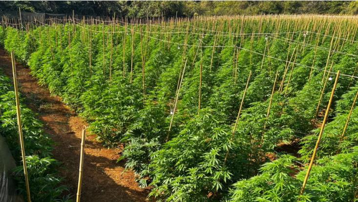 Os pés de maconha tinham em média 1,5 metro de altura. (Foto/Reprodução)