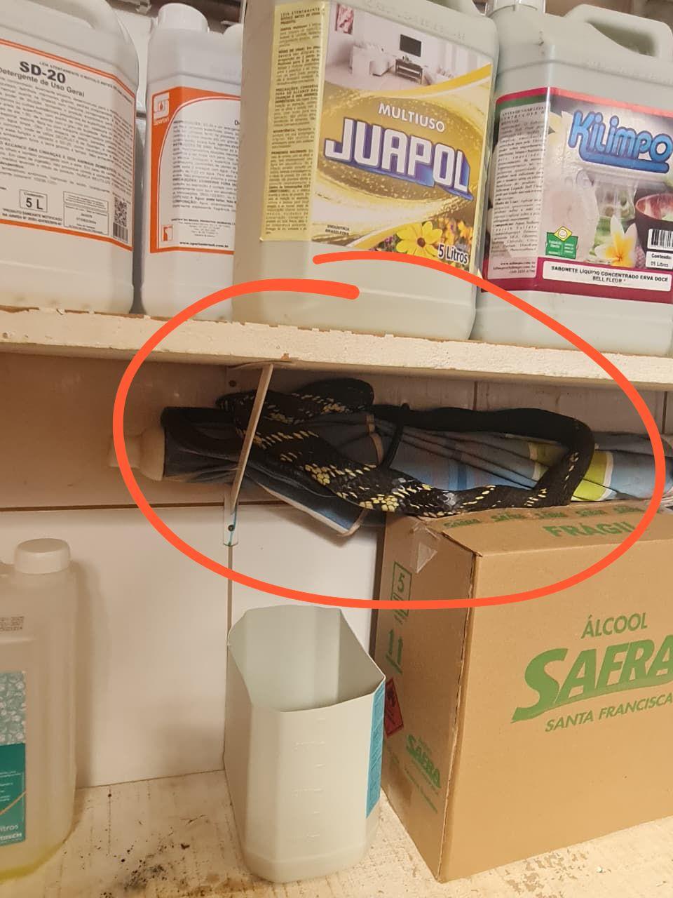 Animal estava escondido em um depósito de produtos de limpeza (Foto/Divulgação)