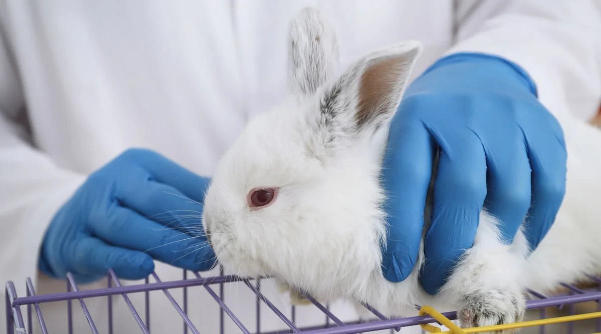 Brasil proíbe testes em animais para cosméticos e produtos de higiene pessoal (Foto/Reprodução)