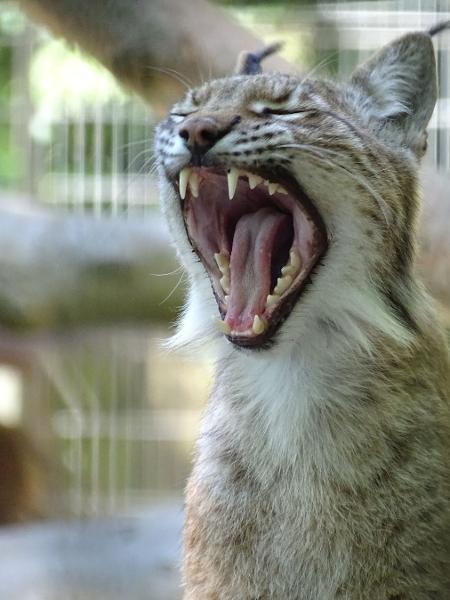 Segundo o comunicado, a medida visa simular a cadeia alimentar natural e oferecer uma dieta mais próxima da realidade selvagem dos animais carnívoros (Foto/Reprodução)