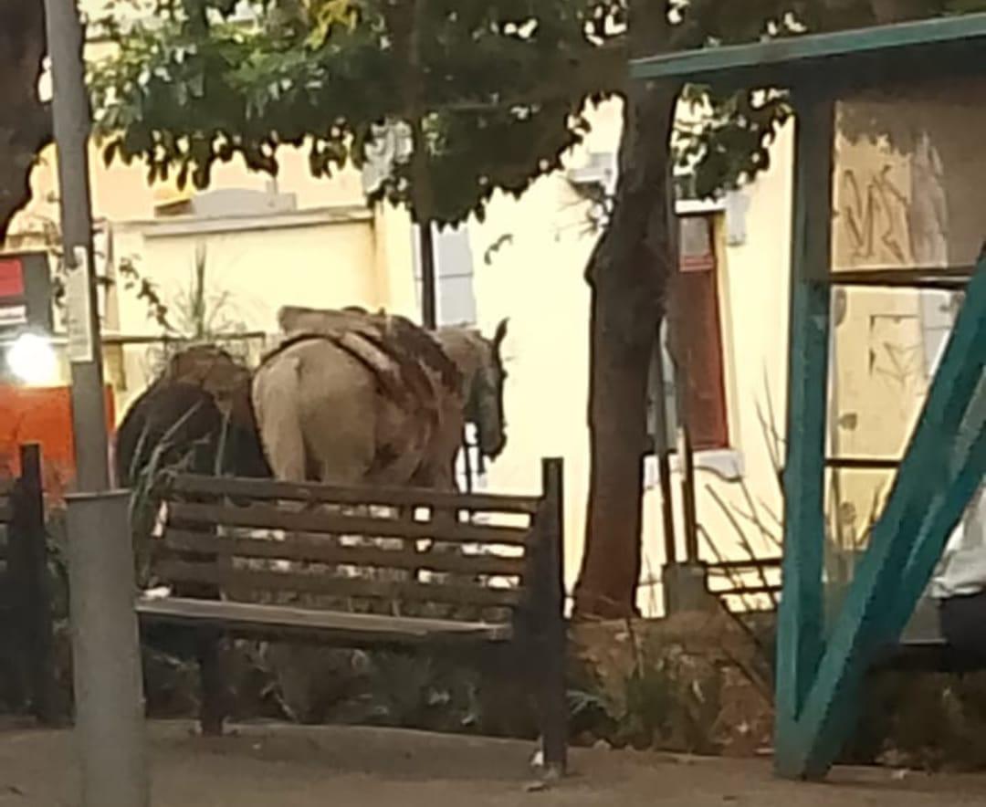 Cavaleiro talvez estivesse acompanhando na Câmara os debates sobre a causa animal, enquanto a sua montaria aguardava perto da Fundação Cultural (Foto/Anônimo)