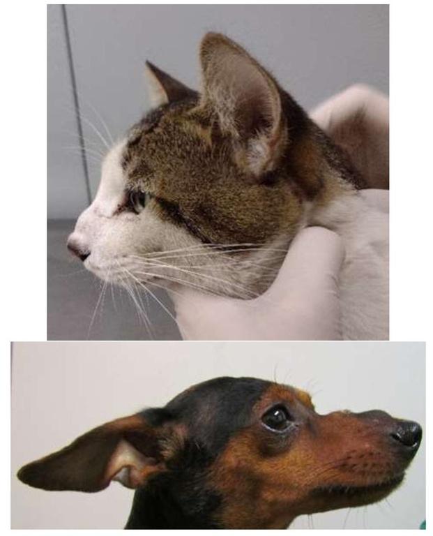 Esporotricose felina e canina: nódulos na ponte nasal (Fonte/Arquivo do Instituto Nacional de Infectologia Evandro Chagas/Fiocruz/RJ)