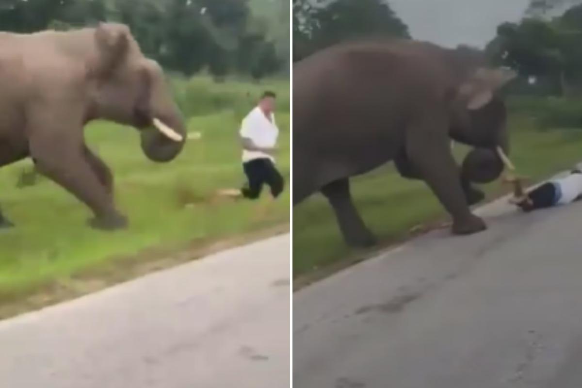 O momento do ataque foi registrado em vídeo por outros visitantes e rapidamente se tornou viral nas redes sociais (Foto/Reprodução/Redes sociais)