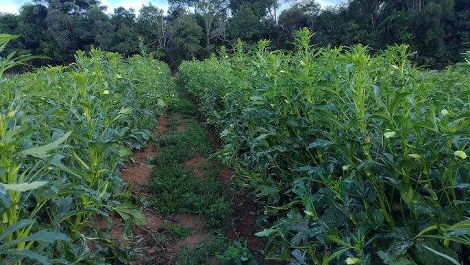 As hortas de quiabo são uma das que mais sofreram com as baixas temperaturas registradas nos últimos dias no município   (Foto/Reprodução)