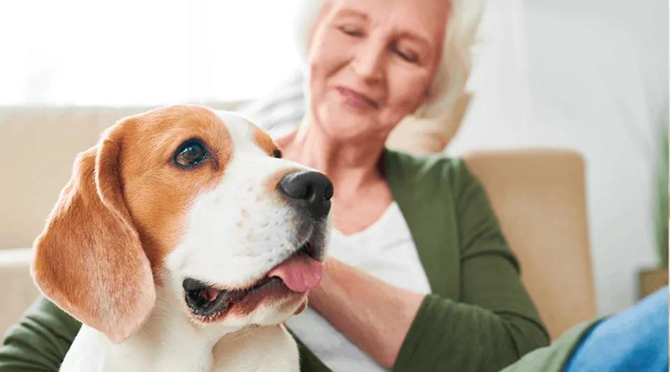 Adesão a algum consórcio possa ajudar nas demandas de assistência aos animais (Foto/Divulgação)