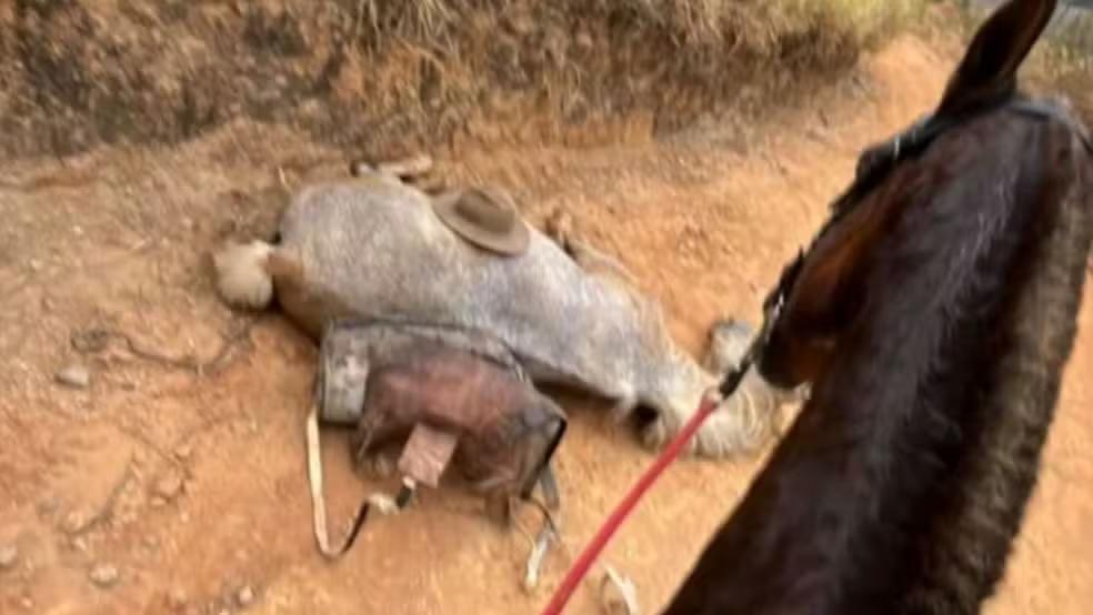 O caso foi registrado como prática de abuso a animais, agravado pela morte do cavalo, e segue sob investigação (Foto/Reprodução/Redes Sociais)