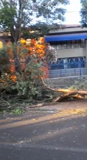 Árvore localizada na Avenida Nelson Freire (Foto/Reprodução)