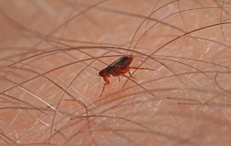 Segundo os órgãos de saúde, a suspeita é que o paciente tenha sido mordido por uma pulga infectada durante um acampamento na região (Foto/Reprodução)