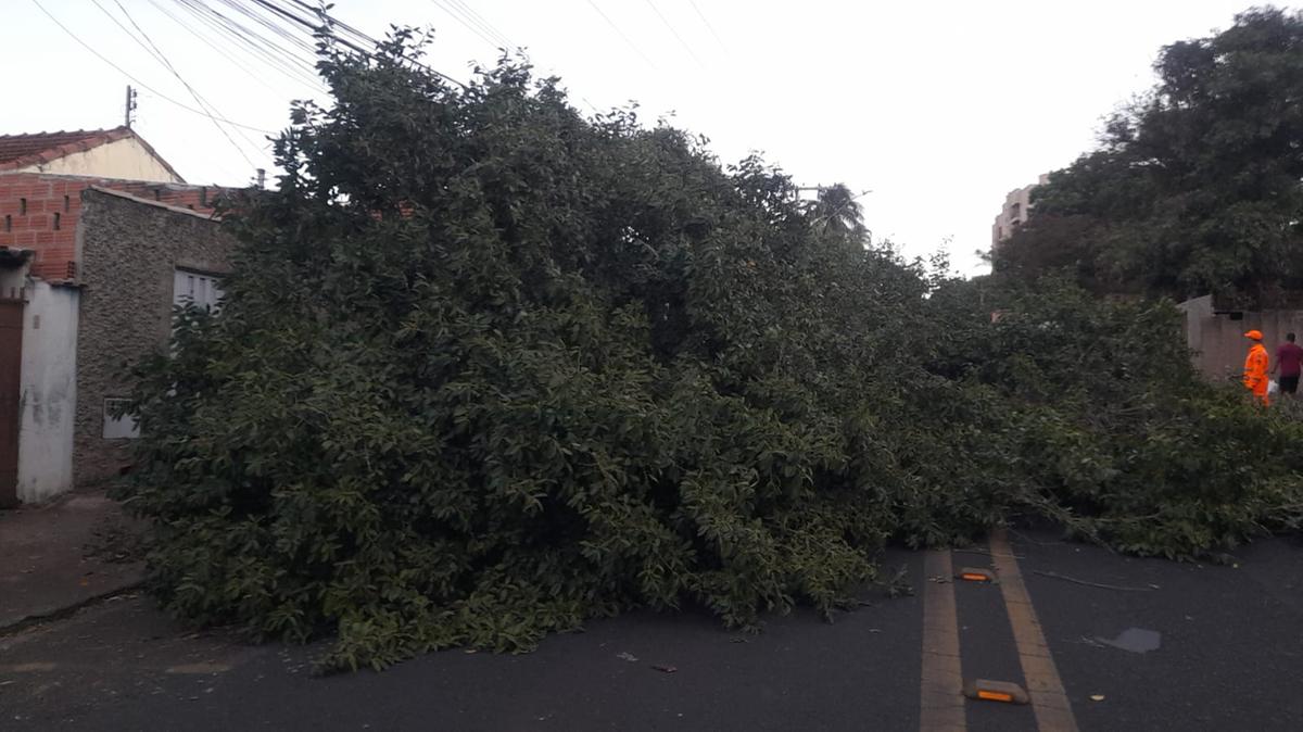 Segundo relatos, árvore teria caído devido à colisão de um caminhão (Foto/Divulgação)
