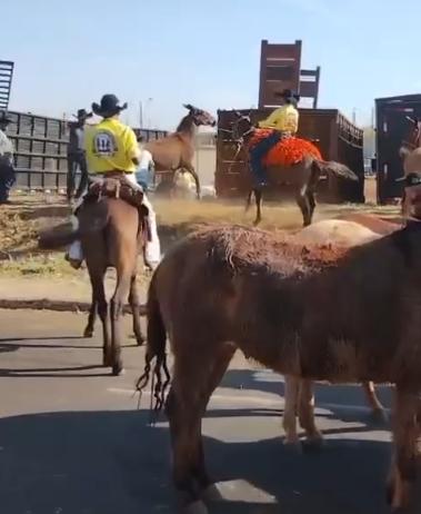 O Sindicato Rural de Uberlândia, responsável pela organização da cavalgada, divulgou nota repudiando o episódio (Foto/Reprodução)