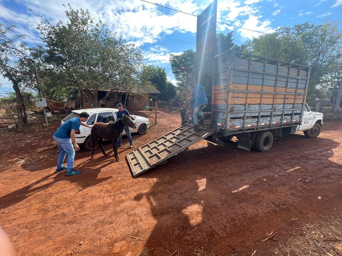 Animal seguindo para atendimento e tratamento do HVU. (Foto/Reprodução)