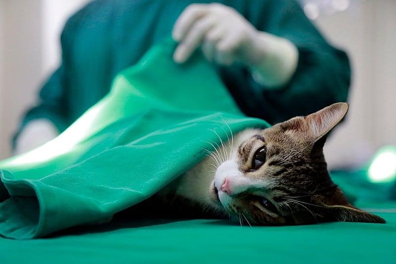  (Foto/Divulgação)
